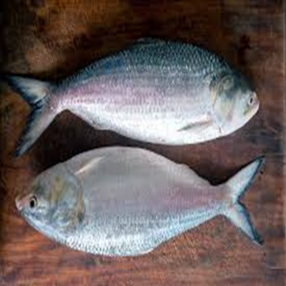 ilish (700-800 gm)
