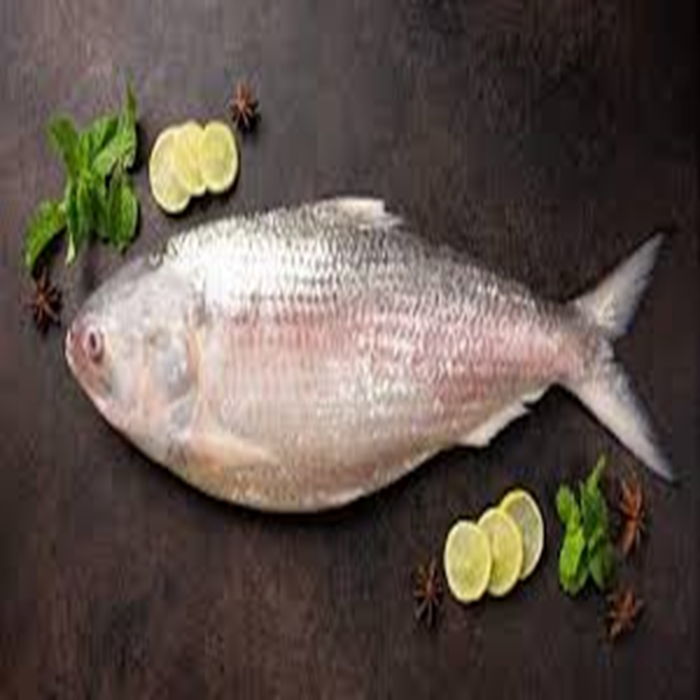 ilish (700-800 gm)