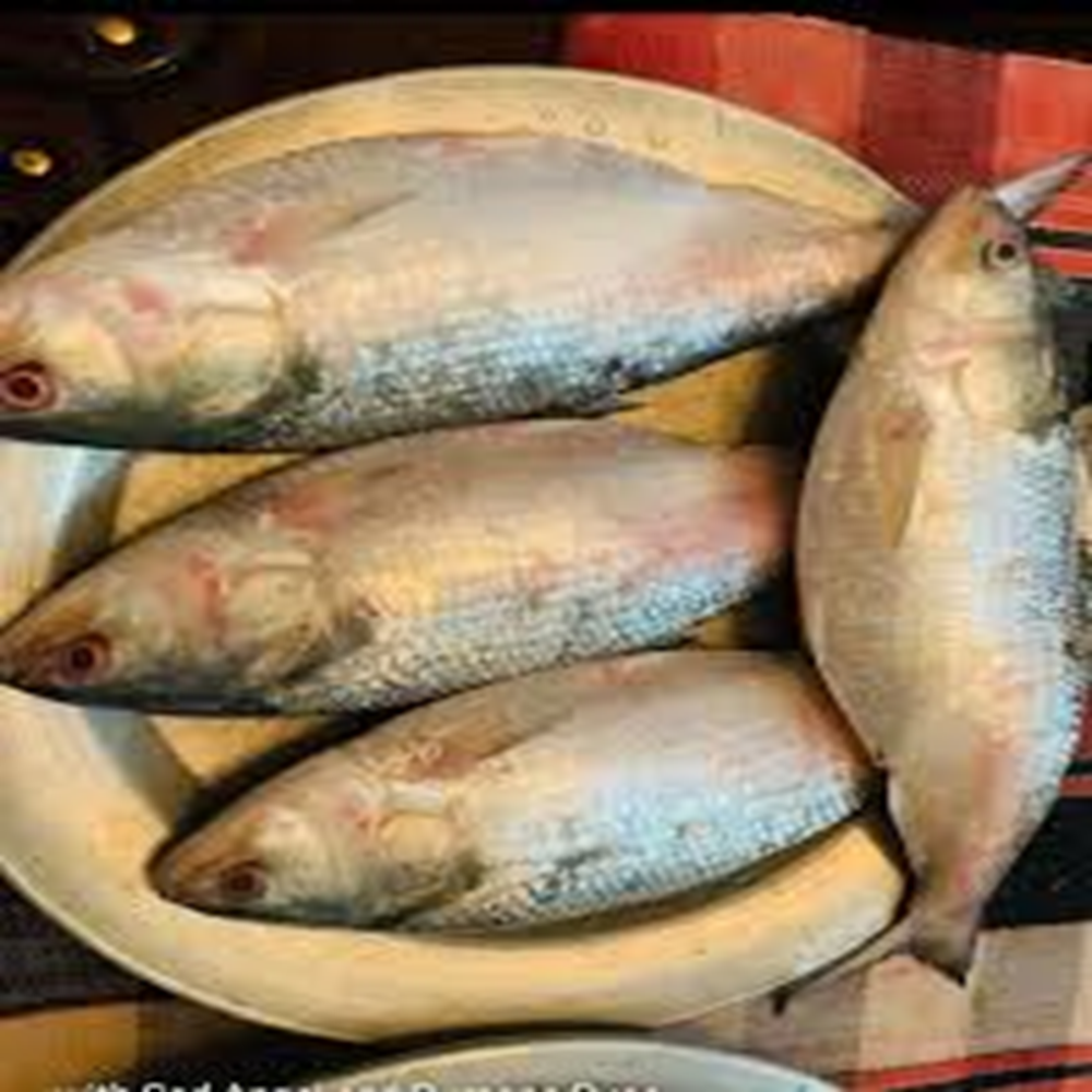 ilish (500-600 gm)
