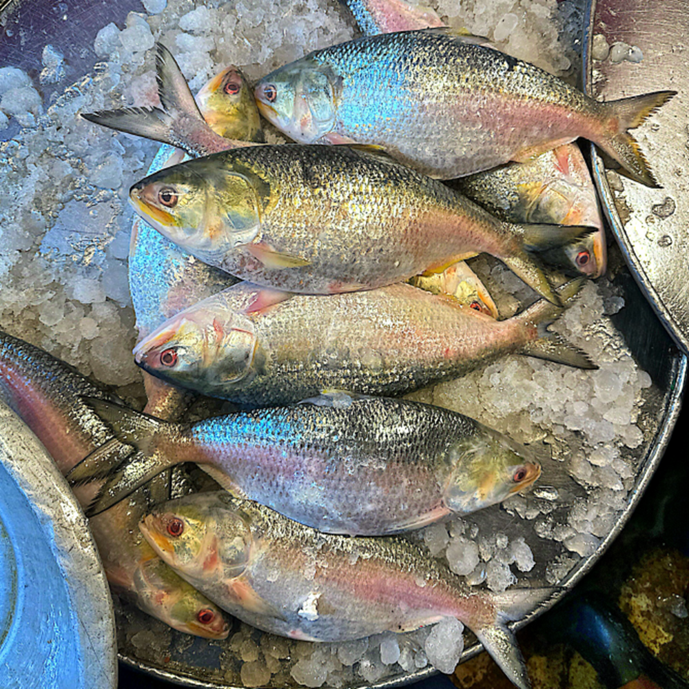 ilish (300-400 gm)