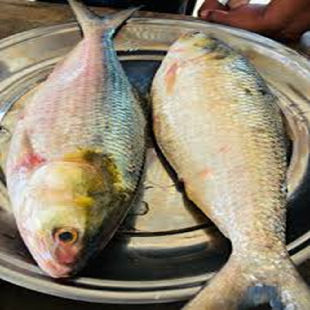 ilish (800-900 gm)