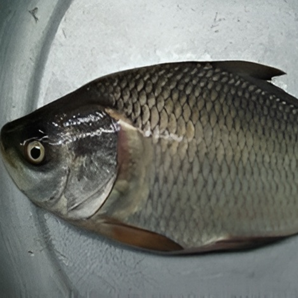 Catla Fish