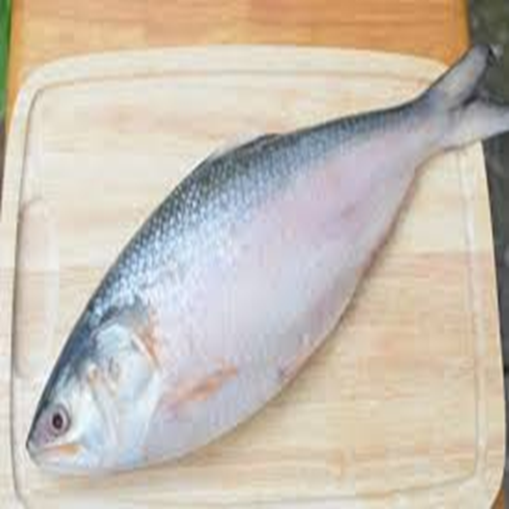 ilish (800-900 gm)