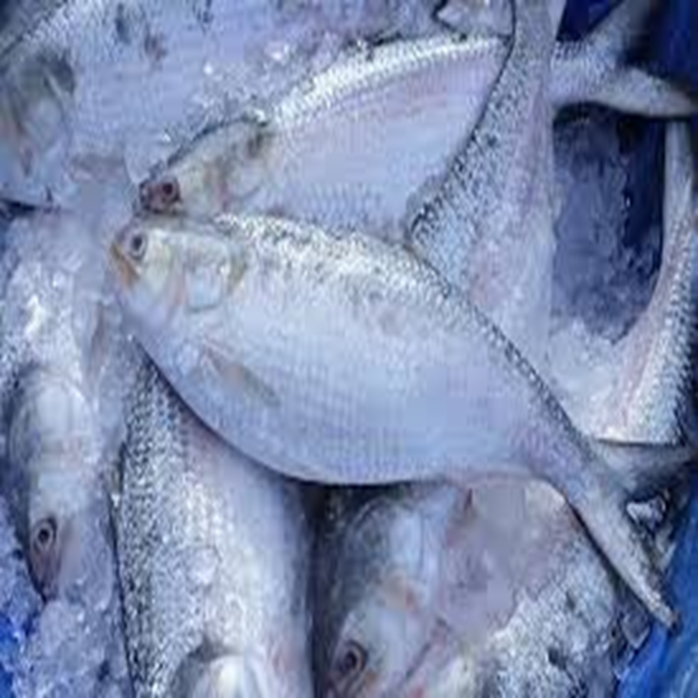ilish (300-400 gm)