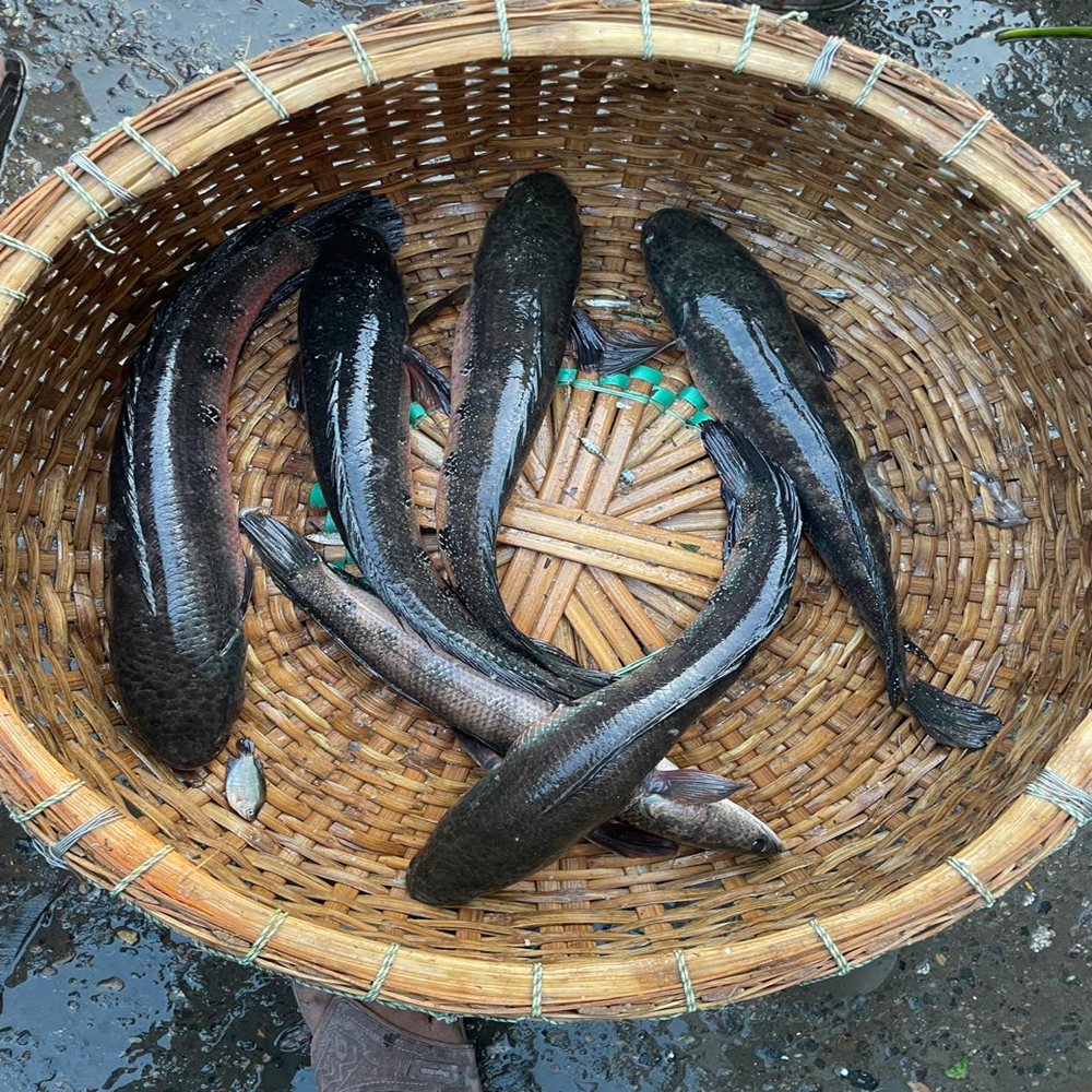 Fresh & Quality Fish